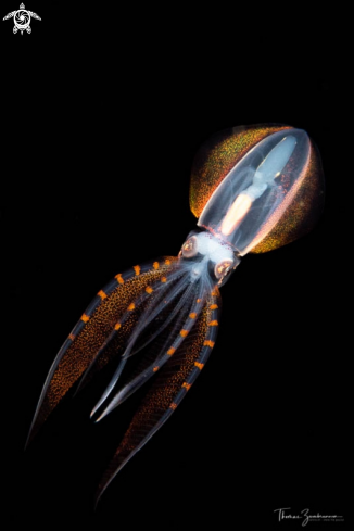 A Diamond squid 