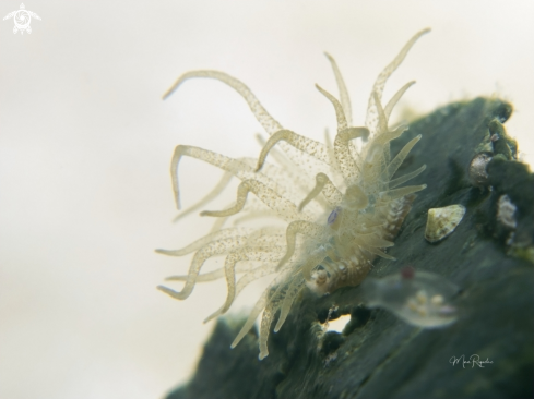 A Turtle Grass Anemone