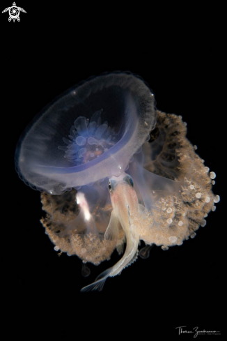A Jellyfish...