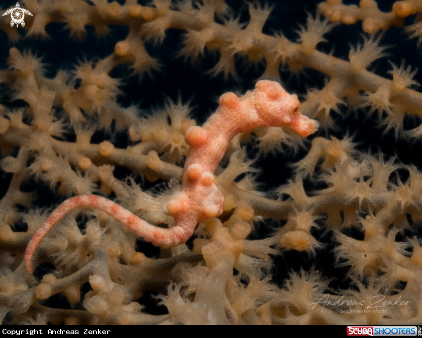A Denise`s pygmy seahorse