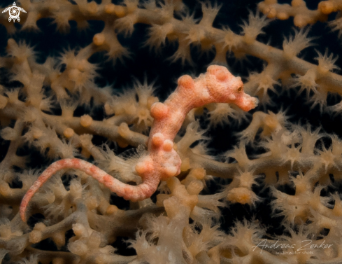 A Hippocampus denise    | Denise`s pygmy seahorse