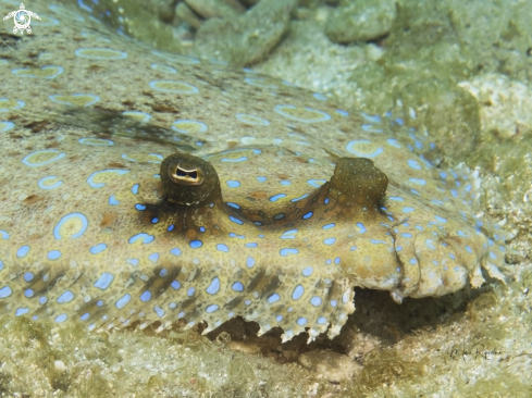 A Peacock Flounder