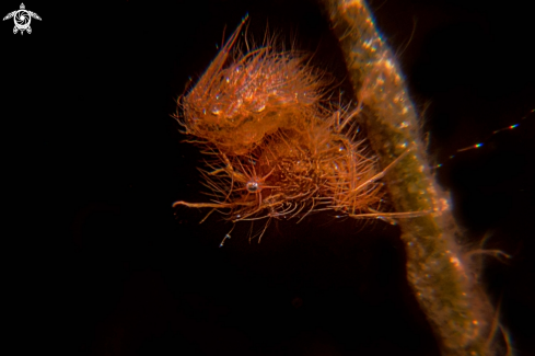 A Hairy shrimp