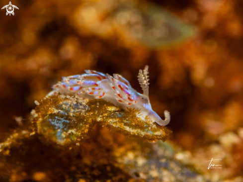 A Facelina auriculata