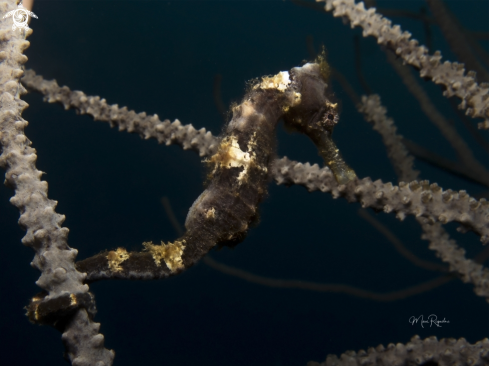 A Longsnout Seahorse