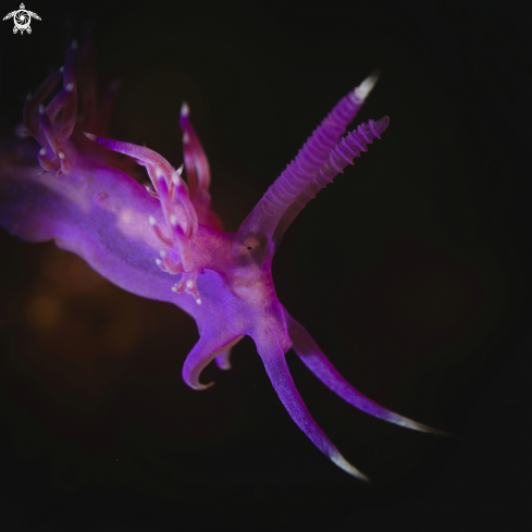 A Flabellina affinis | Flabellina