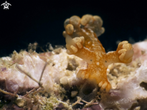 A Tasseled Nudibranch