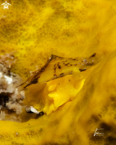 A Yellow Umbrella Slug