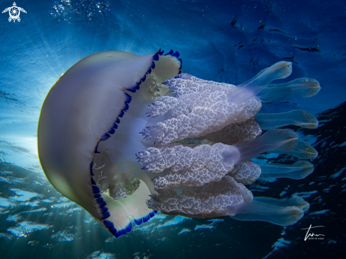A Barrel Jellyfish