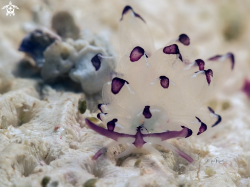 A Harlequin Glass Slug