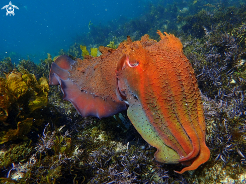 A Australian giant cuttlefish