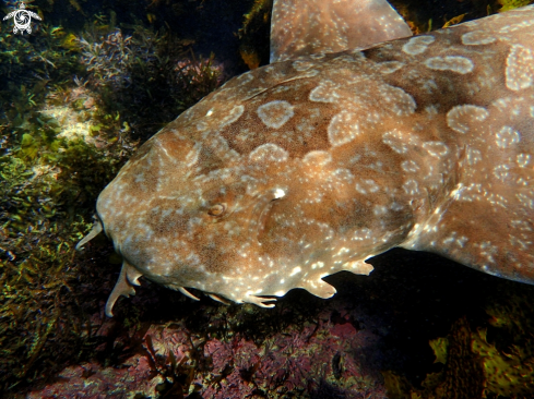 A Spotted wobbegong