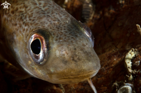 A Atlantic cod