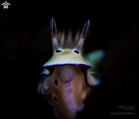 A Hypselodoris tryoni | Nudibranch