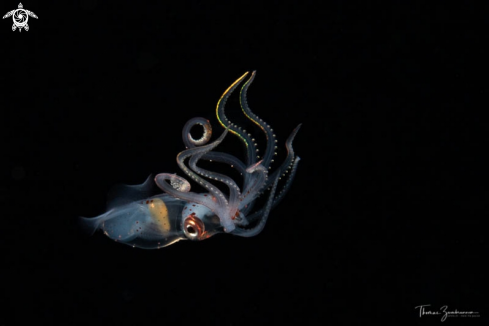 A Sharp eared enope squid 