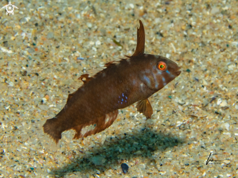 A Pearly Razorfish