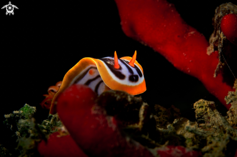 A NUDIBRANCH