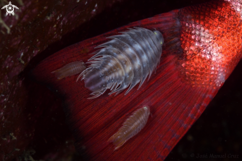 A Nerocila armata | Isopods