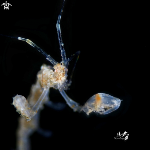 A Skeleton Shrimp 