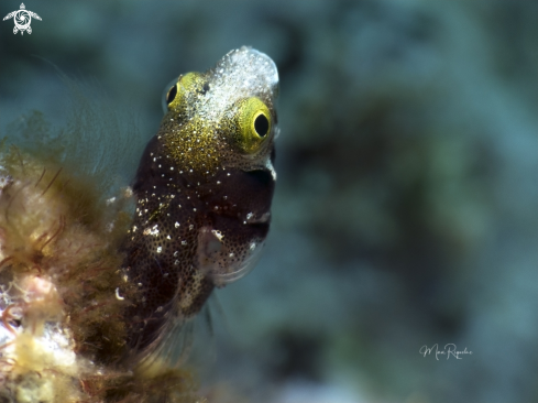 A  Spinyhead Blenny