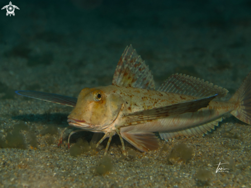 A Streaked Gurnard