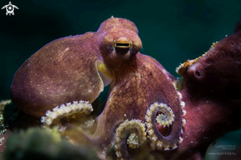 A Blue-ringed octopus 