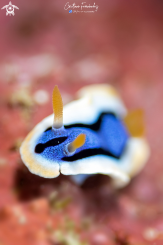 A Nudibranch