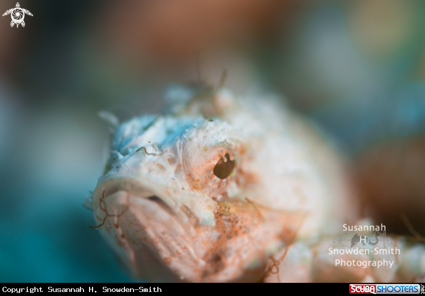 A Mushroom scorpionfish (juvenile)