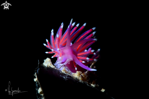 A Flabellina pedata