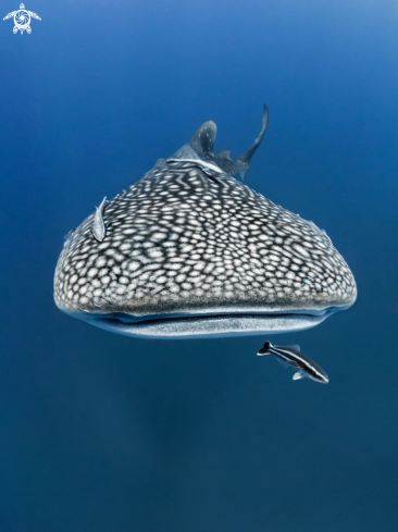 A Rhincodon typus | Whale Shark