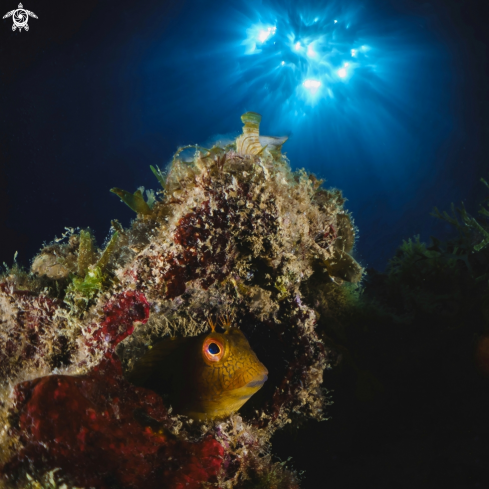 A parablennius pilicornis | Blenny