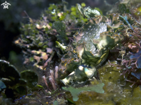 A Elysia crispata | Lettuce Sea Slug