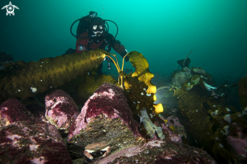 A Diver, kelp & Crab