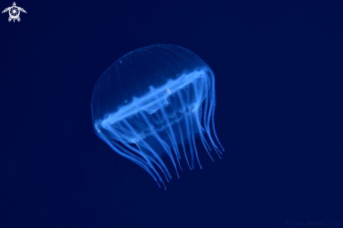 A Jellyfish