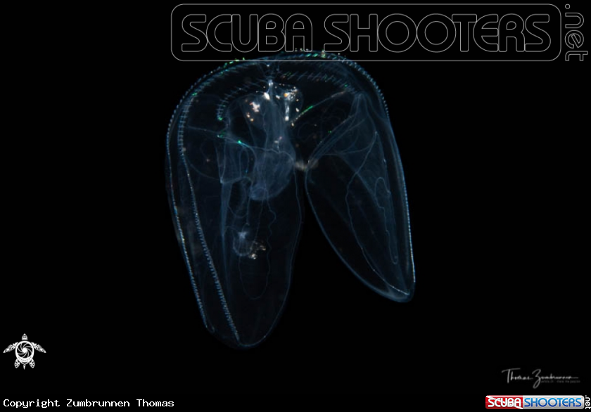 A Winged comb jelly 