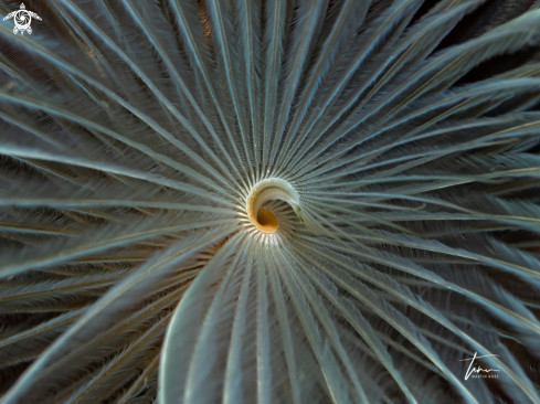 A Tube worm