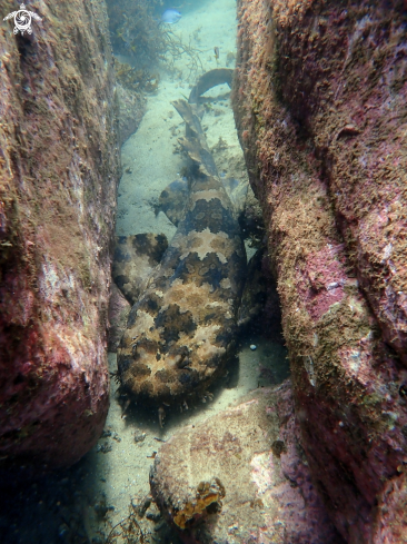 A Banded wobbegong