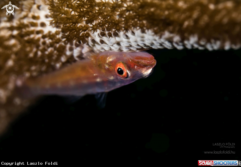 A Whip coral goby 
