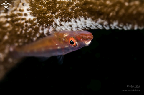 A Whip coral goby 