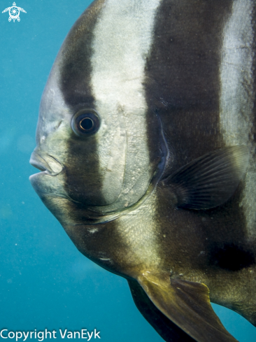 A Platax orbicularis | Orbicular batfish