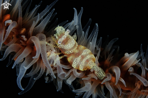 A Anker's Wire Coral Shrimp