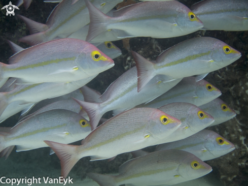 A Lutjanus gibbus | Paddle-Tail Snapper 