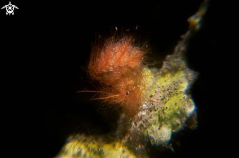 A Hairy shrimp