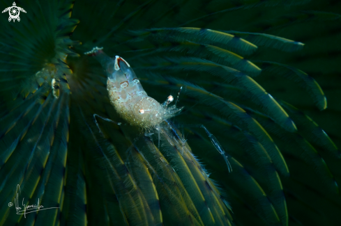 A Periclimenes scriptus on Sabella spallanzani | Gambero fantasma su Spirografo