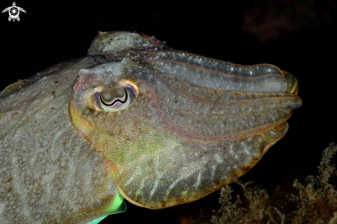 A Cuttlefish