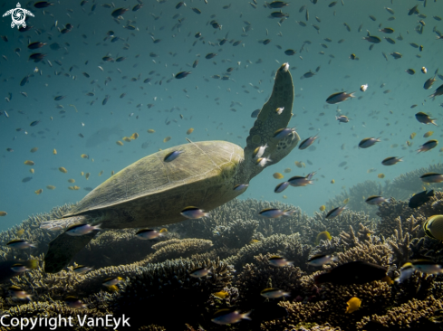 A Chelonia mydas | Green sea turtle