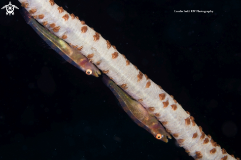 A Whip coral goby 