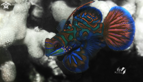 A Mandarin fish 