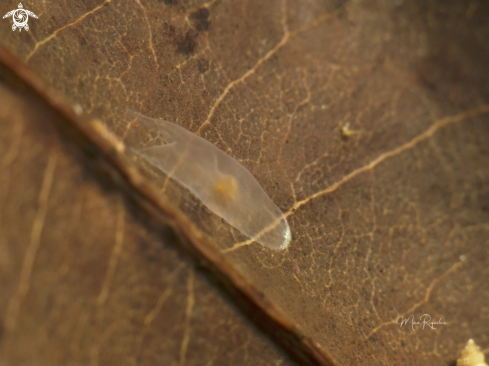 A Amphiscolops sp. | Ghost Flatworm