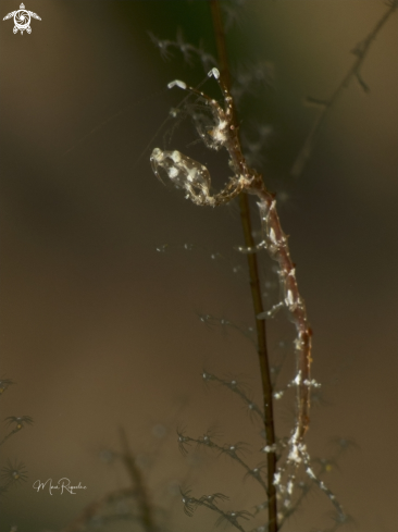 A Caprella spp. | Skeleton Shrimp